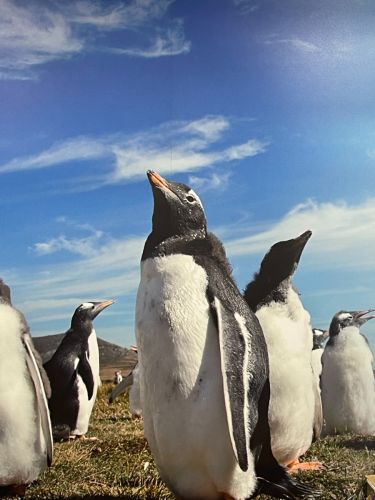 Dec 6, 2025 - 17 days Penguin seeing South America- Sapphire Princess- San Antonio to Buenos Aires (Double Cabin)